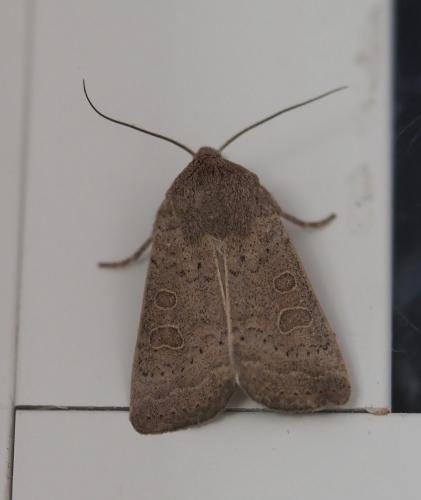 Réf. 239 461 : Hoplodrina ambigua